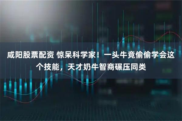 咸阳股票配资 惊呆科学家！一头牛竟偷偷学会这个技能，天才奶牛智商碾压同类