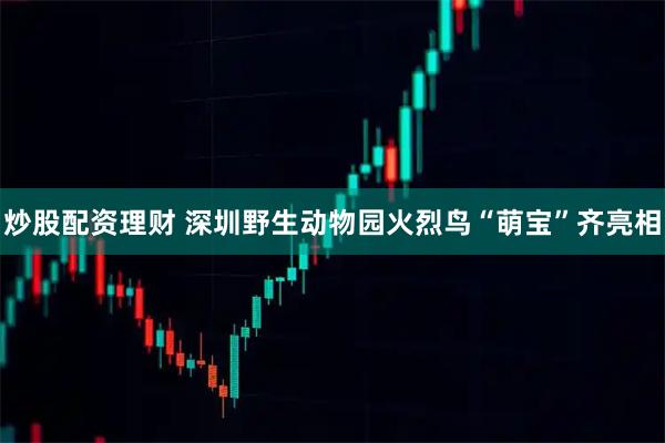炒股配资理财 深圳野生动物园火烈鸟“萌宝”齐亮相